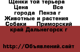 Щенки той терьера › Цена ­ 10 000 - Все города, Пенза г. Животные и растения » Собаки   . Приморский край,Дальнегорск г.